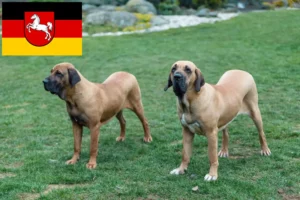 Read more about the article Criadores de Fila Brasileiro e cachorros na Baixa Saxónia