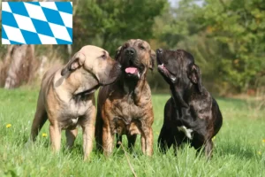 Read more about the article Fila Brasileiro criadores e cachorros na Baviera