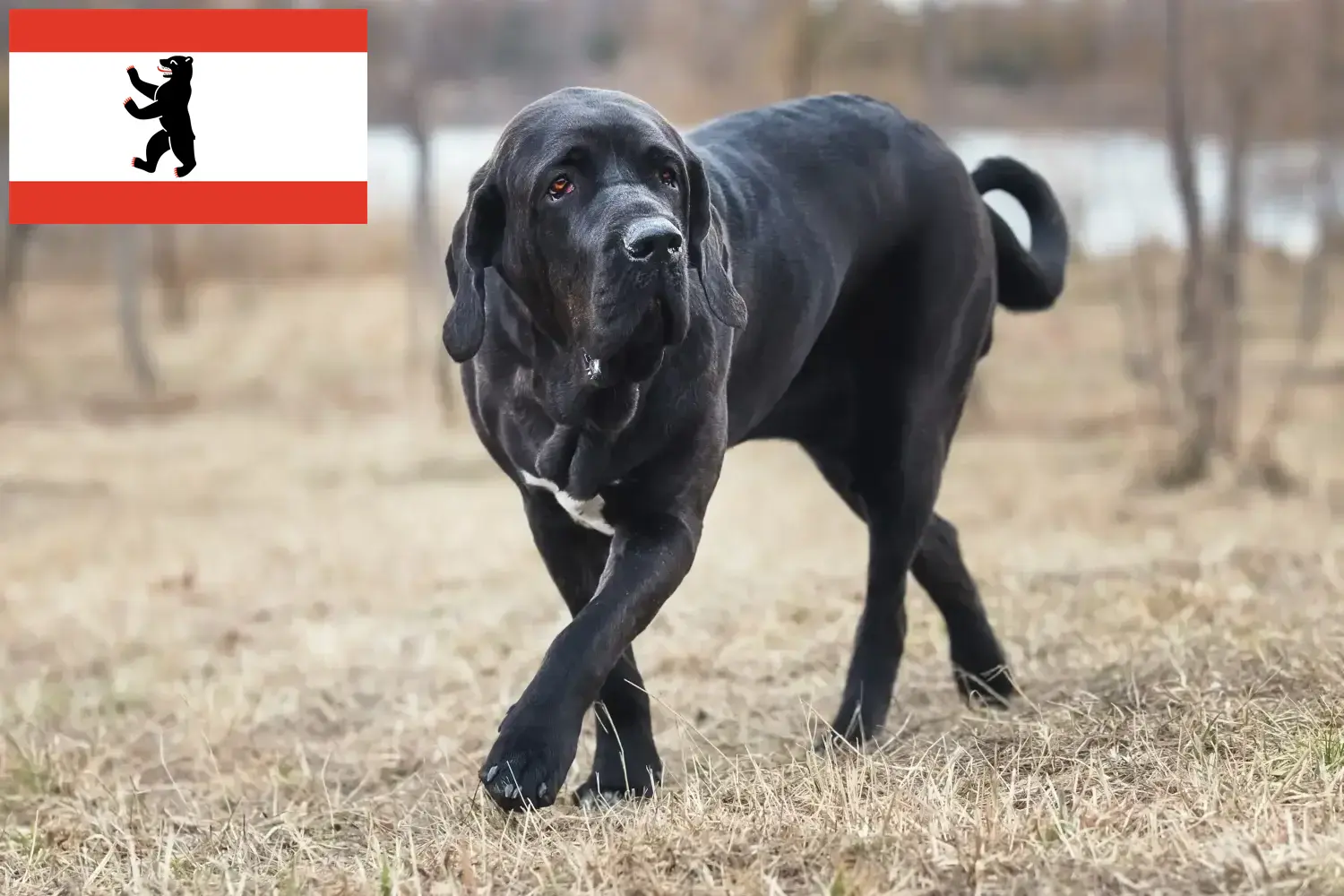 Read more about the article Fila Brasileiro criadores e cachorros em Berlim