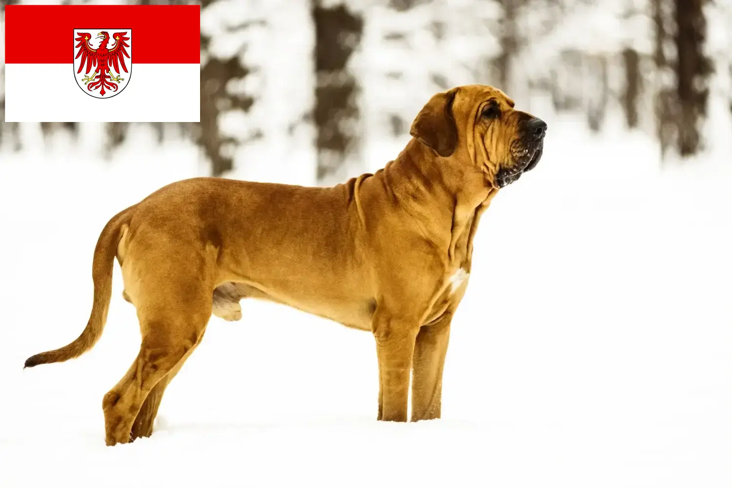 Read more about the article Fila Brasileiro criadores e cachorros em Brandenburg