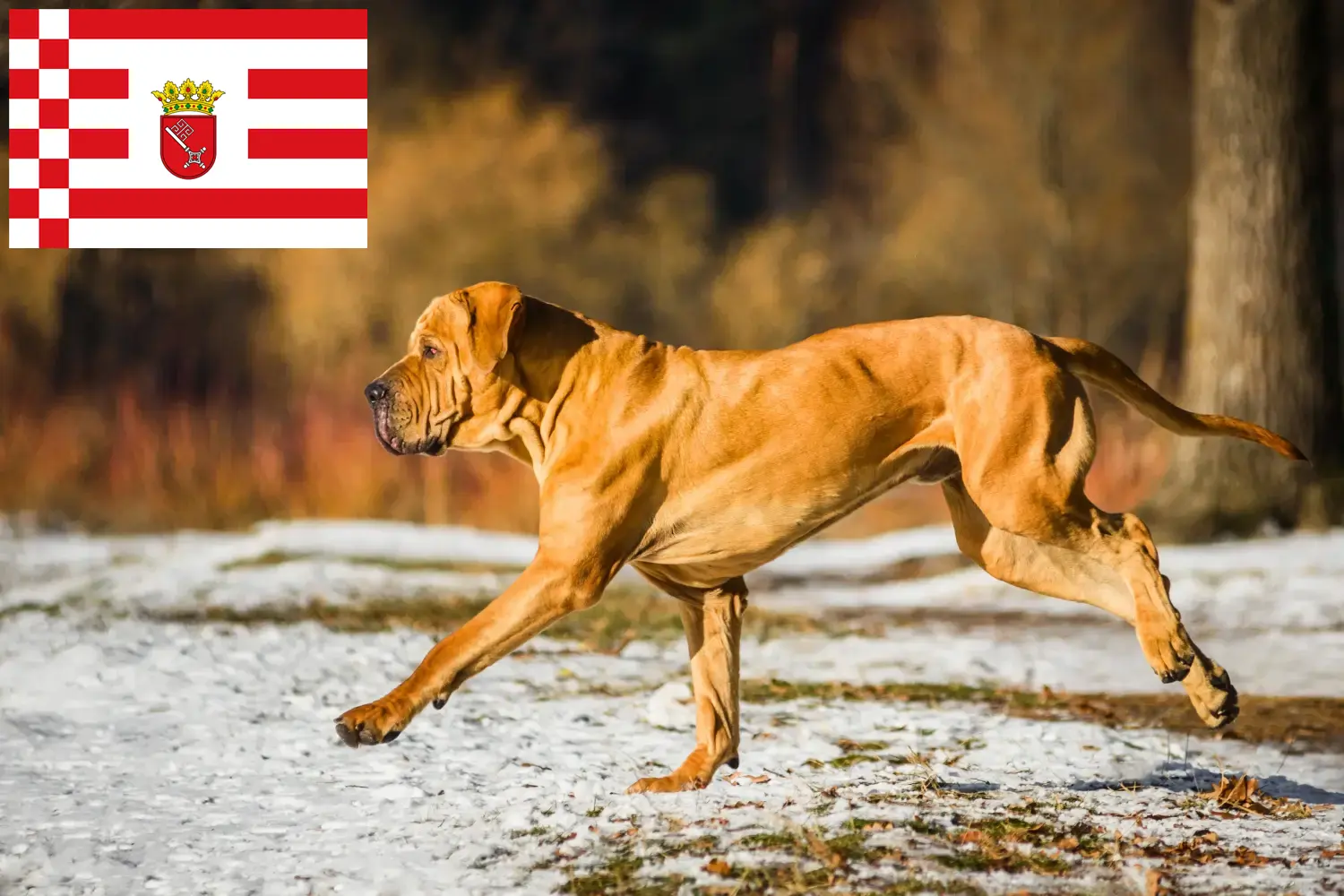 Read more about the article Fila Brasileiro criadores e cachorros em Bremen