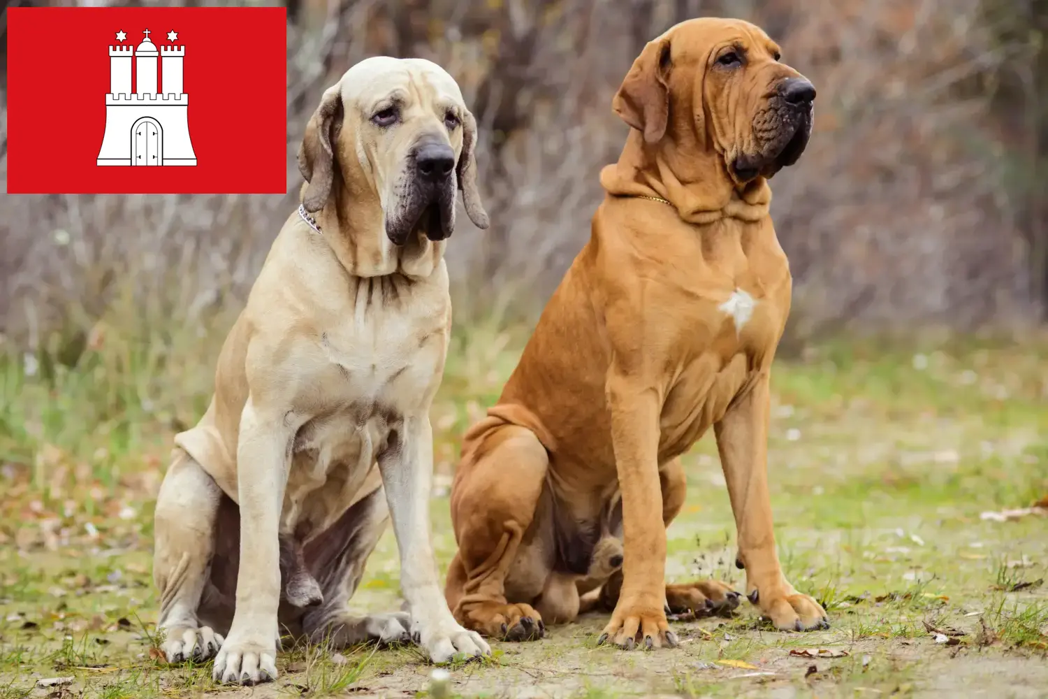 Read more about the article Fila Brasileiro criadores e cachorros em Hamburgo