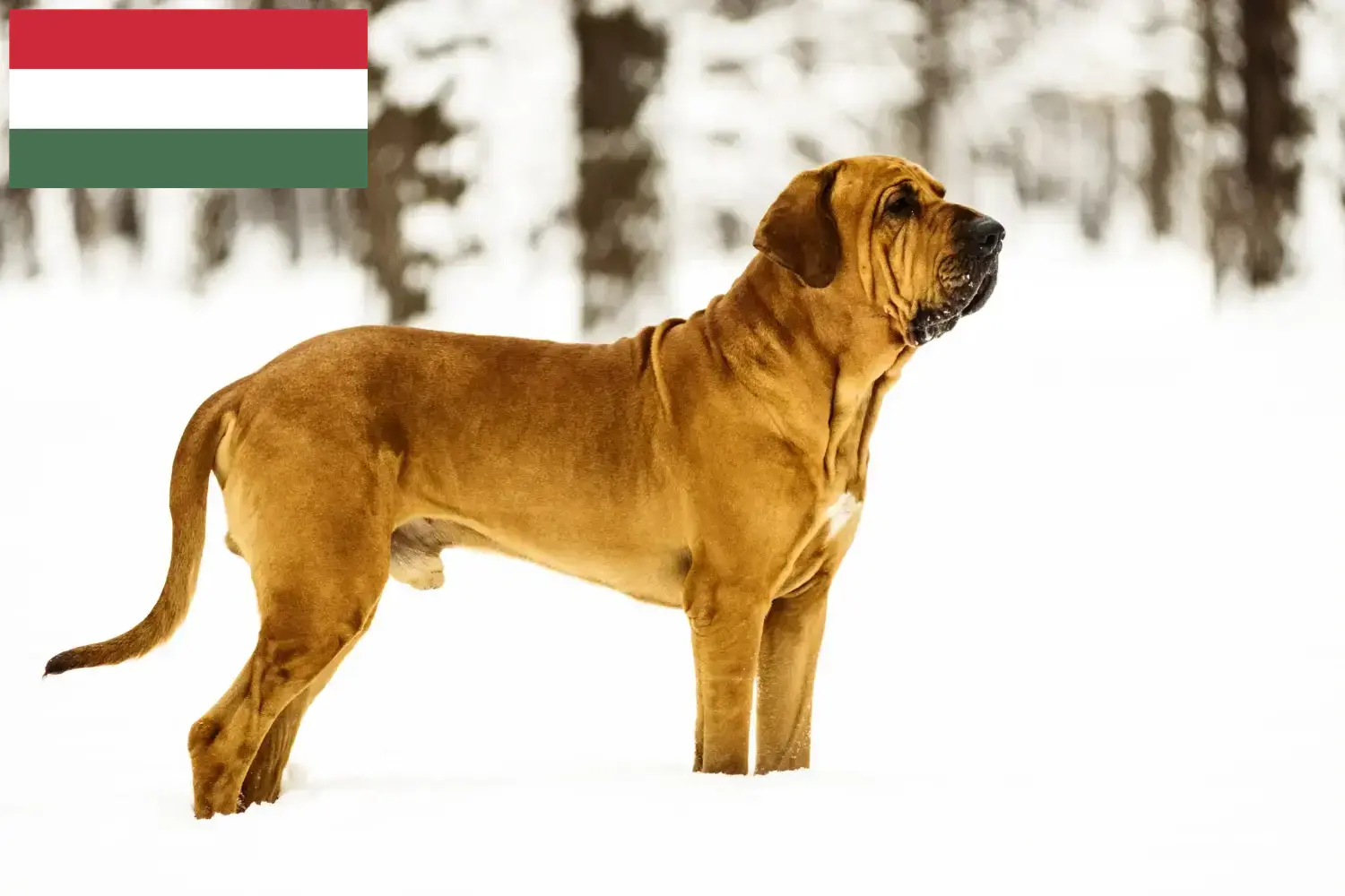 Read more about the article Fila Brasileiro criadores e cachorros na Hungria