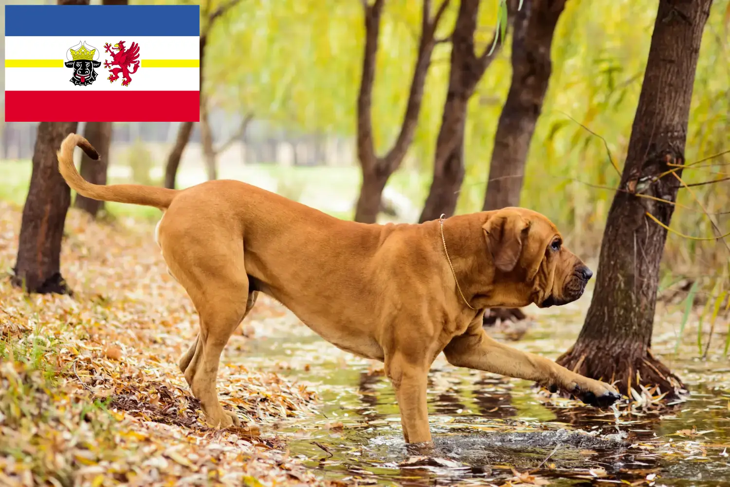 Read more about the article Fila Brasileiro criadores e cachorros em Mecklenburg-Vorpommern