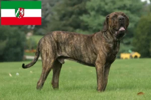 Read more about the article Fila Brasileiro criadores e cachorros em Renânia do Norte-Vestefália