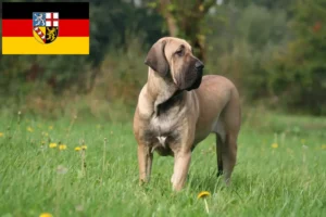 Read more about the article Fila Brasileiro criadores e cachorros em Saarland