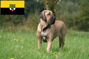 Read more about the article Fila Brasileiro criadores e cachorros em Saxónia-Anhalt