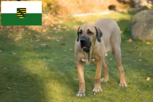 Read more about the article Fila Brasileiro criadores e cachorros em Saxónia