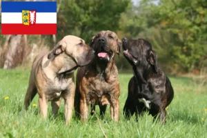 Read more about the article Fila Brasileiro criadores e cachorros em Schleswig-Holstein