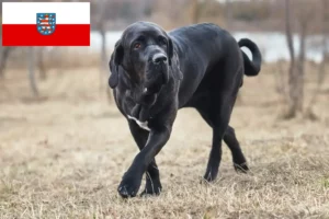 Read more about the article Fila Brasileiro criadores e cachorros em Thuringia