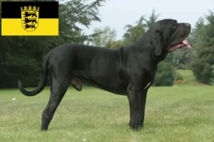 Read more about the article Fila Brasileiro criadores e cachorros em Baden-Württemberg