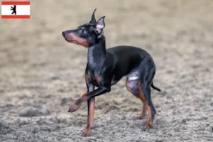 Read more about the article Criadores de Toy Terrier inglês e cachorros em Berlim