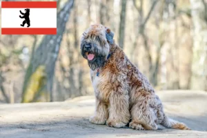 Read more about the article Criadores e cachorros de Irish Soft Coated Wheaten Terrier em Berlim