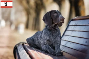 Read more about the article Criadores de pelo curto alemão e cachorros em Berlim