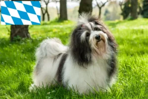 Read more about the article Criadores de Havanese e cachorros em Bavaria