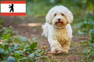 Read more about the article Criadores de Havanese e cachorros em Berlim