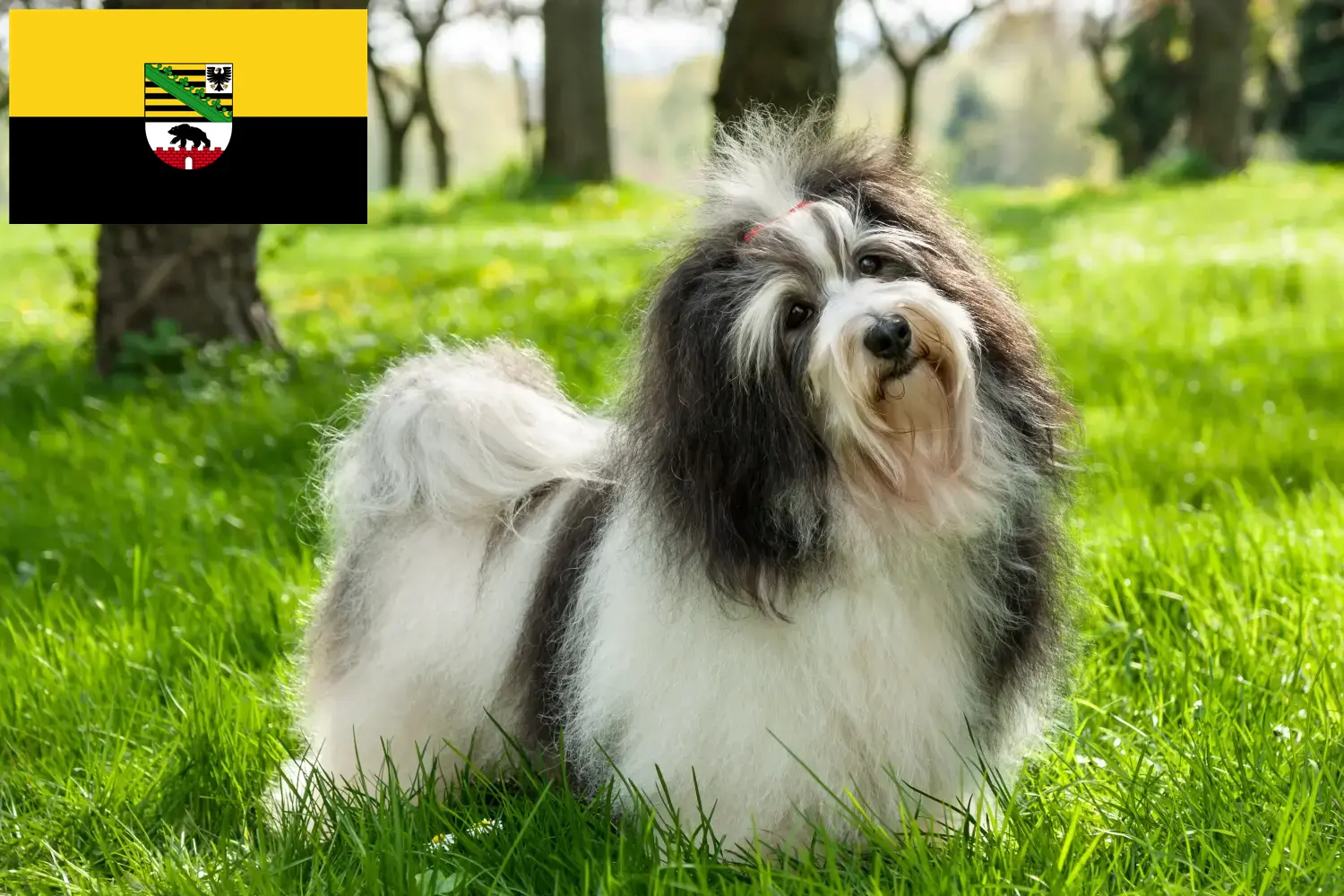 Read more about the article Criadores de Havanese e cachorros em Saxónia-Anhalt