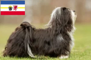 Read more about the article Criadores de Havanese e cachorros em Mecklenburg-Vorpommern