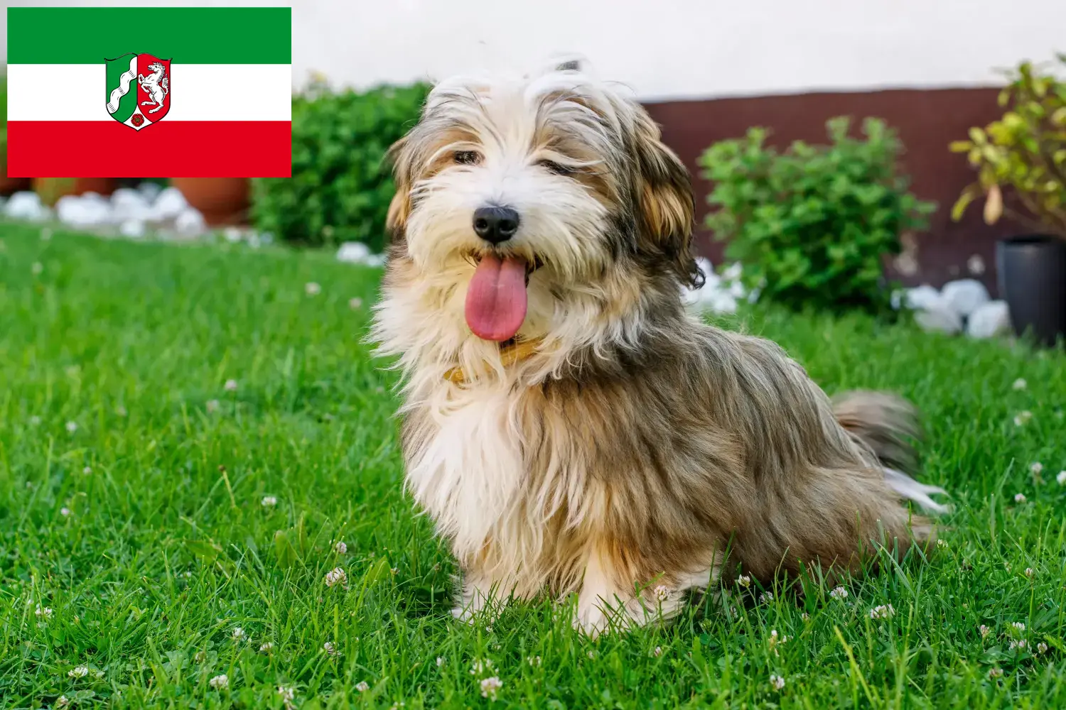 Read more about the article Criadores de Havanese e cachorros na Renânia do Norte-Vestefália