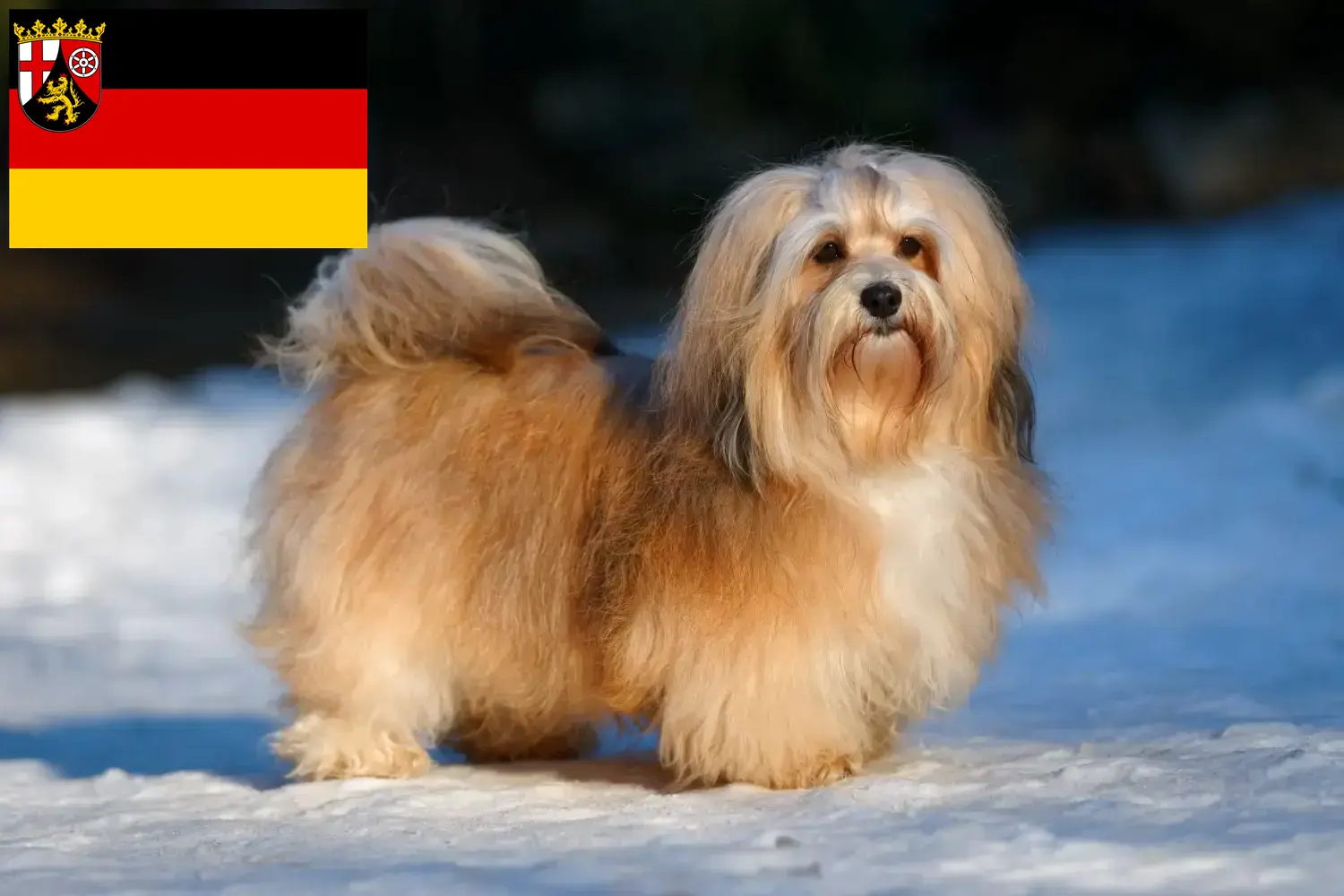 Read more about the article Criadores de Havanese e cachorros em Renânia-Palatinado