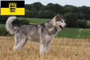 Read more about the article Criadores de Malamute do Alasca e cachorros em Baden-Württemberg