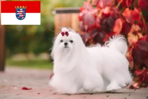 Read more about the article Criadores de Maltês e cachorros em Hessen