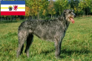 Read more about the article Criadores de Irish Wolfhound e cachorros em Mecklenburg-Vorpommern