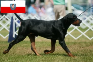 Read more about the article Criadores de Coonhound preto e castanho e cachorros na Turíngia