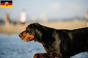 Read more about the article Criadores de Coonhound preto e castanho e cachorros em Saarland