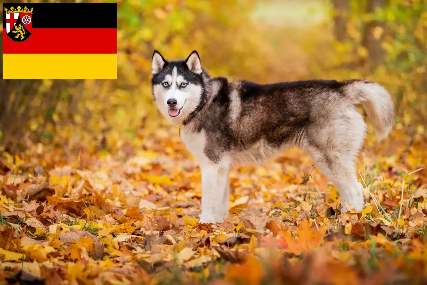 Read more about the article Criadores de Husky e cachorros em Renânia-Palatinado