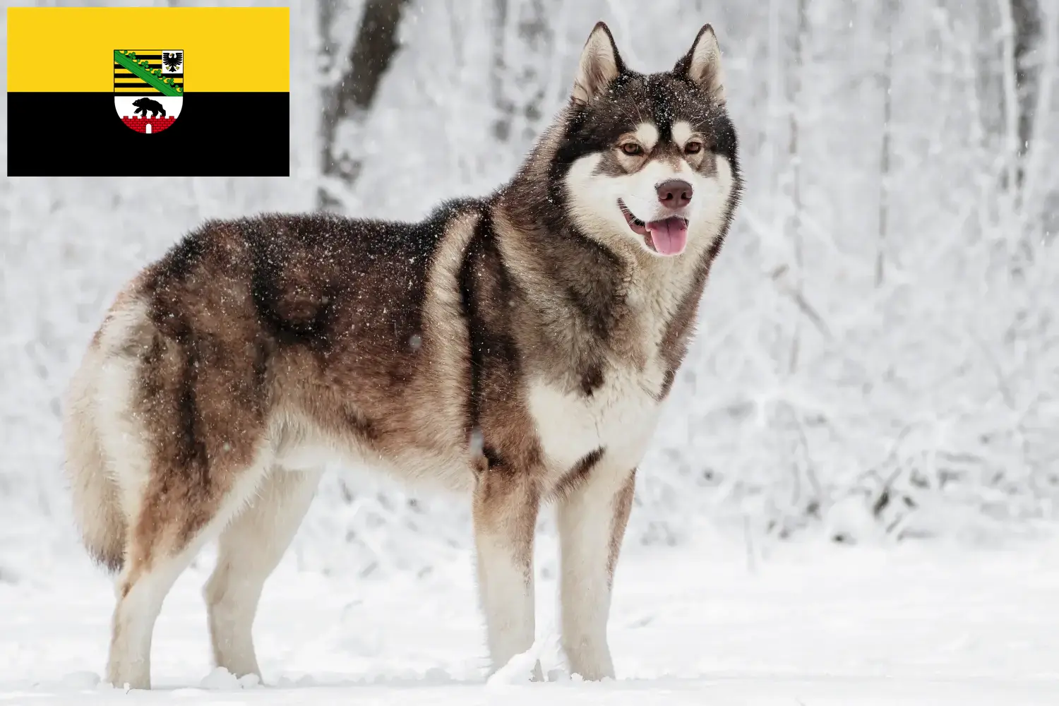 Read more about the article Criadores de Husky e cachorros em Saxónia-Anhalt