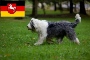 Read more about the article Criadores de Bobtail e cachorros na Baixa Saxónia