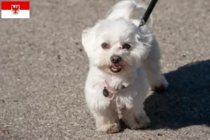 Read more about the article Criadores de bolonhesa e cachorros em Brandenburg