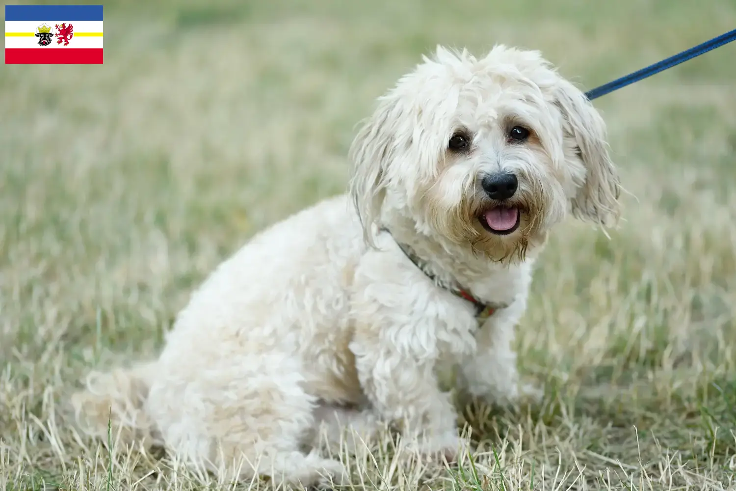 Read more about the article Criadores de bolonhesa e cachorros em Mecklenburg-Vorpommern