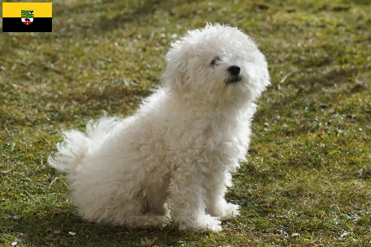 Read more about the article Criadores de bolonhesa e cachorros em Saxónia-Anhalt