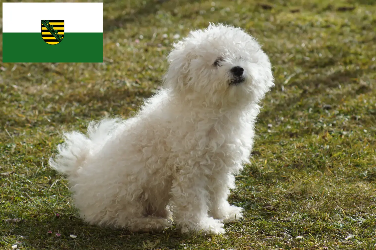 Read more about the article Criadores de bolonhesa e cachorros na Saxónia