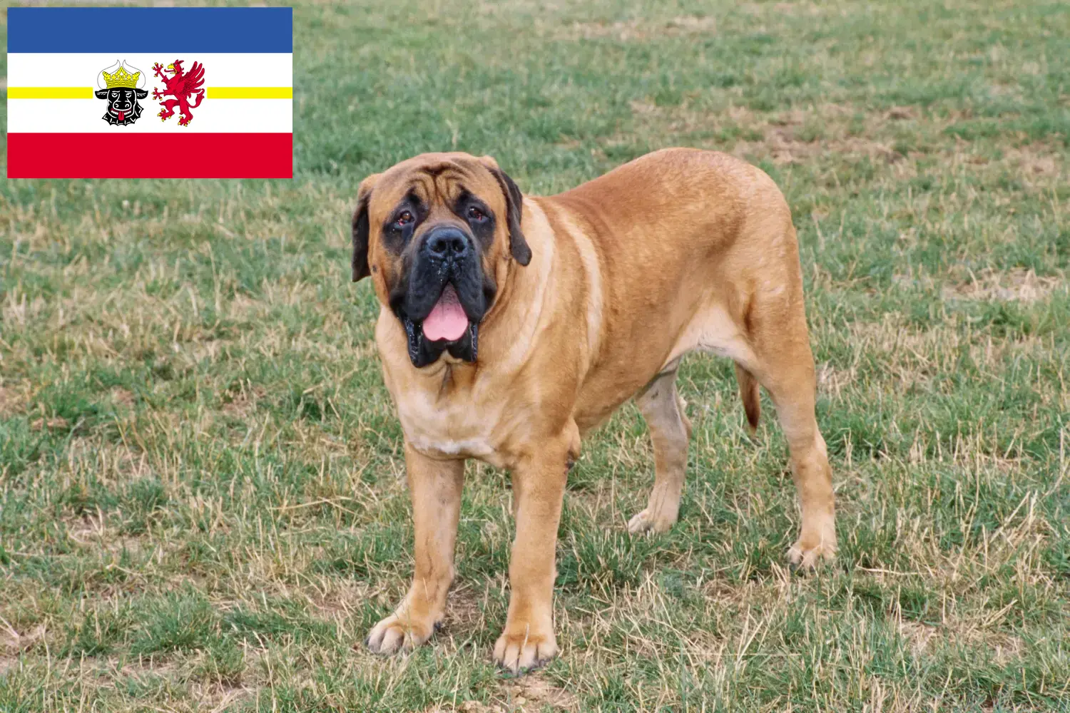 Read more about the article Criadores de Mastiff e cachorros em Mecklenburg-Vorpommern