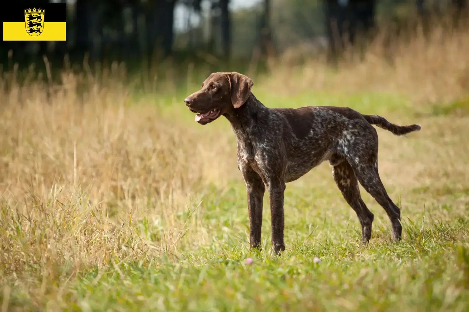 Read more about the article Criadores de pelo curto alemão e cachorros em Baden-Württemberg