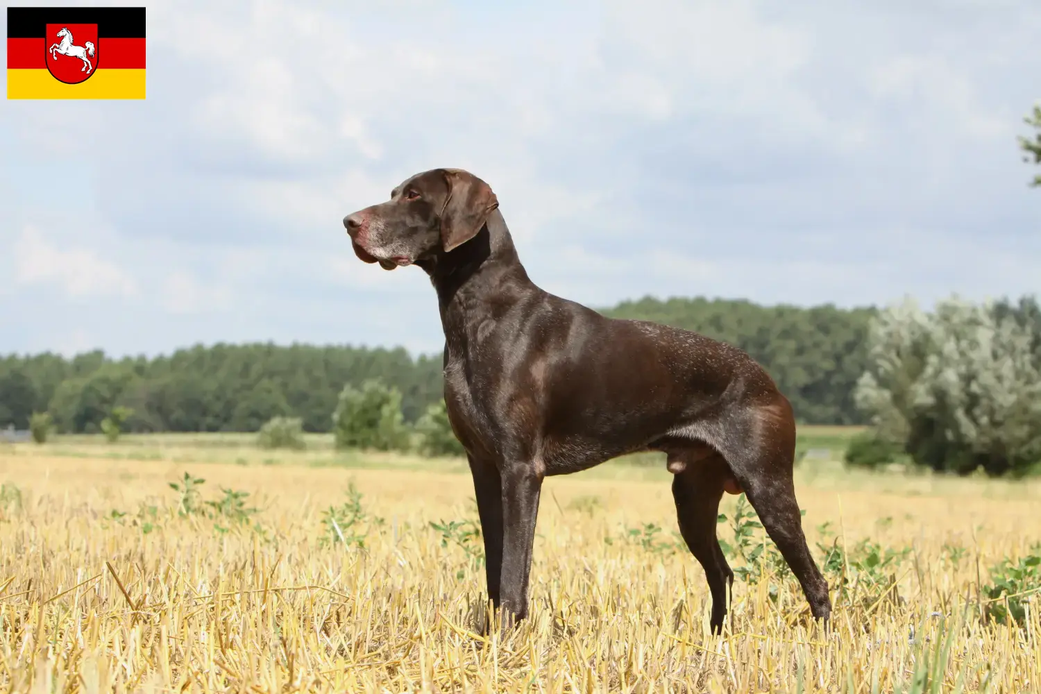 Read more about the article Criadores de pelo curto alemão e cachorros na Baixa Saxónia