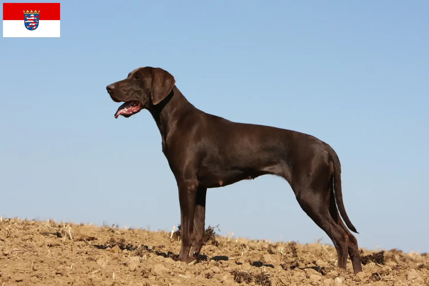 Read more about the article Criadores de pelo curto alemão e cachorros em Hessen