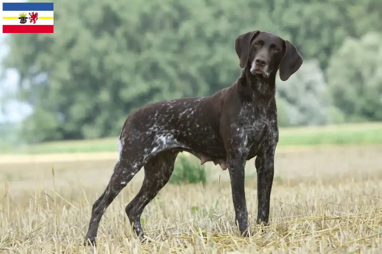 Read more about the article Criadores de pelo curto alemão e cachorros em Mecklenburg-Vorpommern