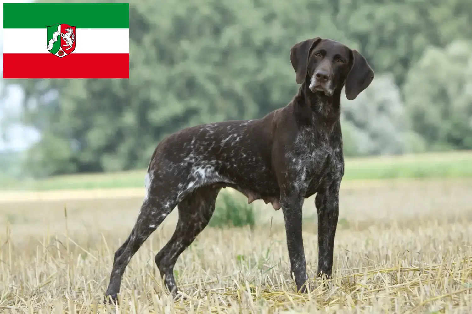 Read more about the article Criadores de pelo curto alemão e cachorros na Renânia do Norte-Vestefália