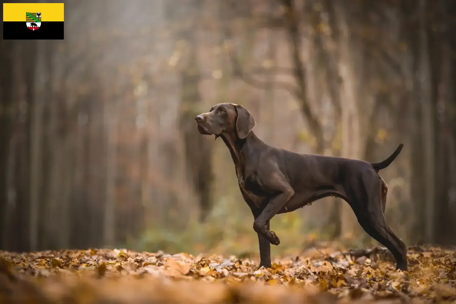 Read more about the article Criadores de pelo curto alemão e cachorros em Saxónia-Anhalt