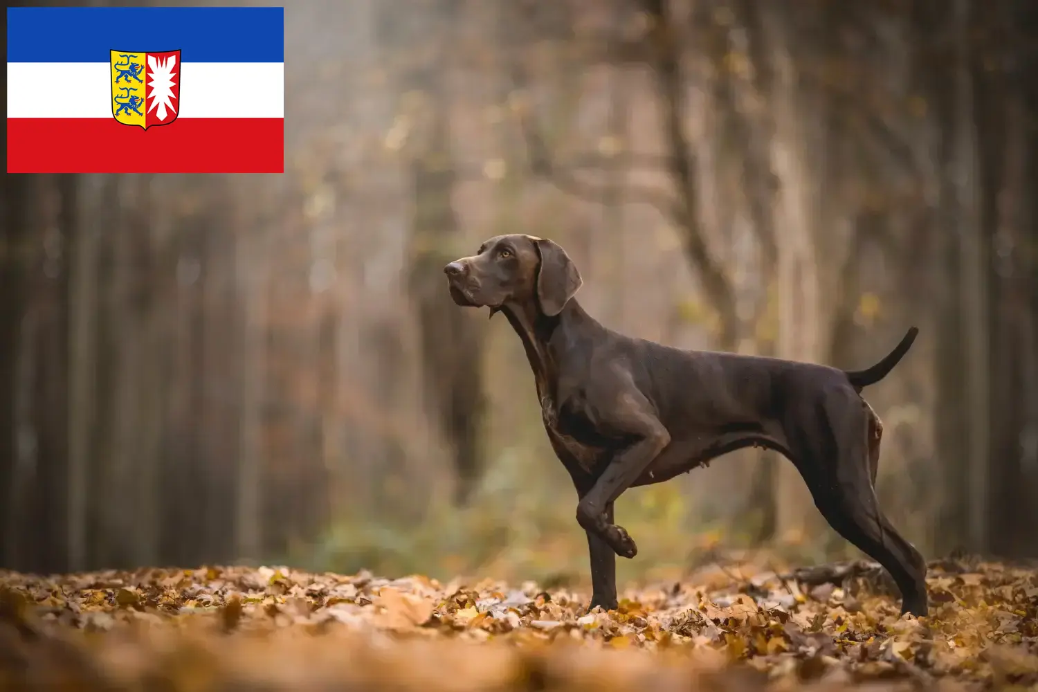 Read more about the article Criadores de pelo curto alemão e cachorros em Schleswig-Holstein