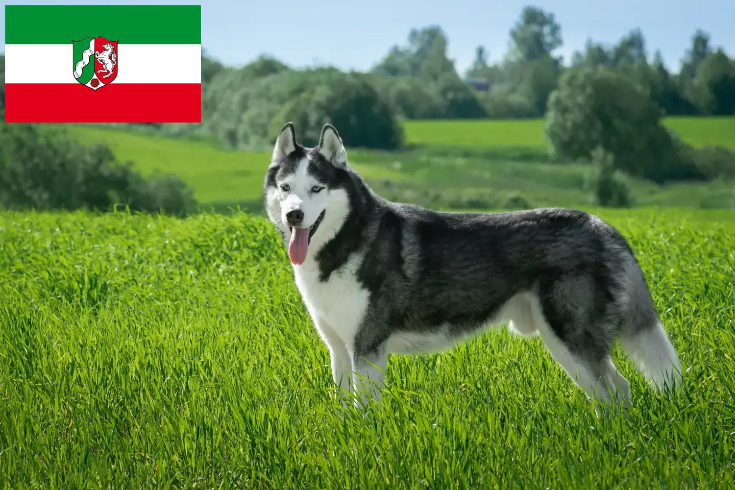 Read more about the article Criadores de Husky e cachorros na Renânia do Norte-Vestefália