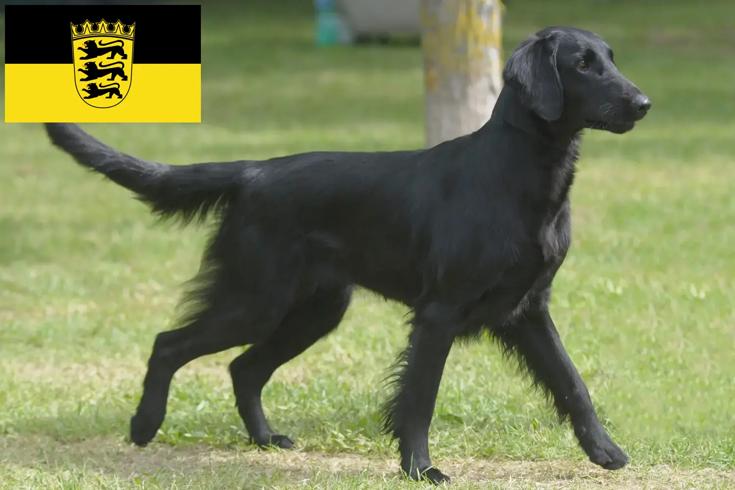 Read more about the article Criadores de Flat Coated Retriever e cachorros em Baden-Württemberg