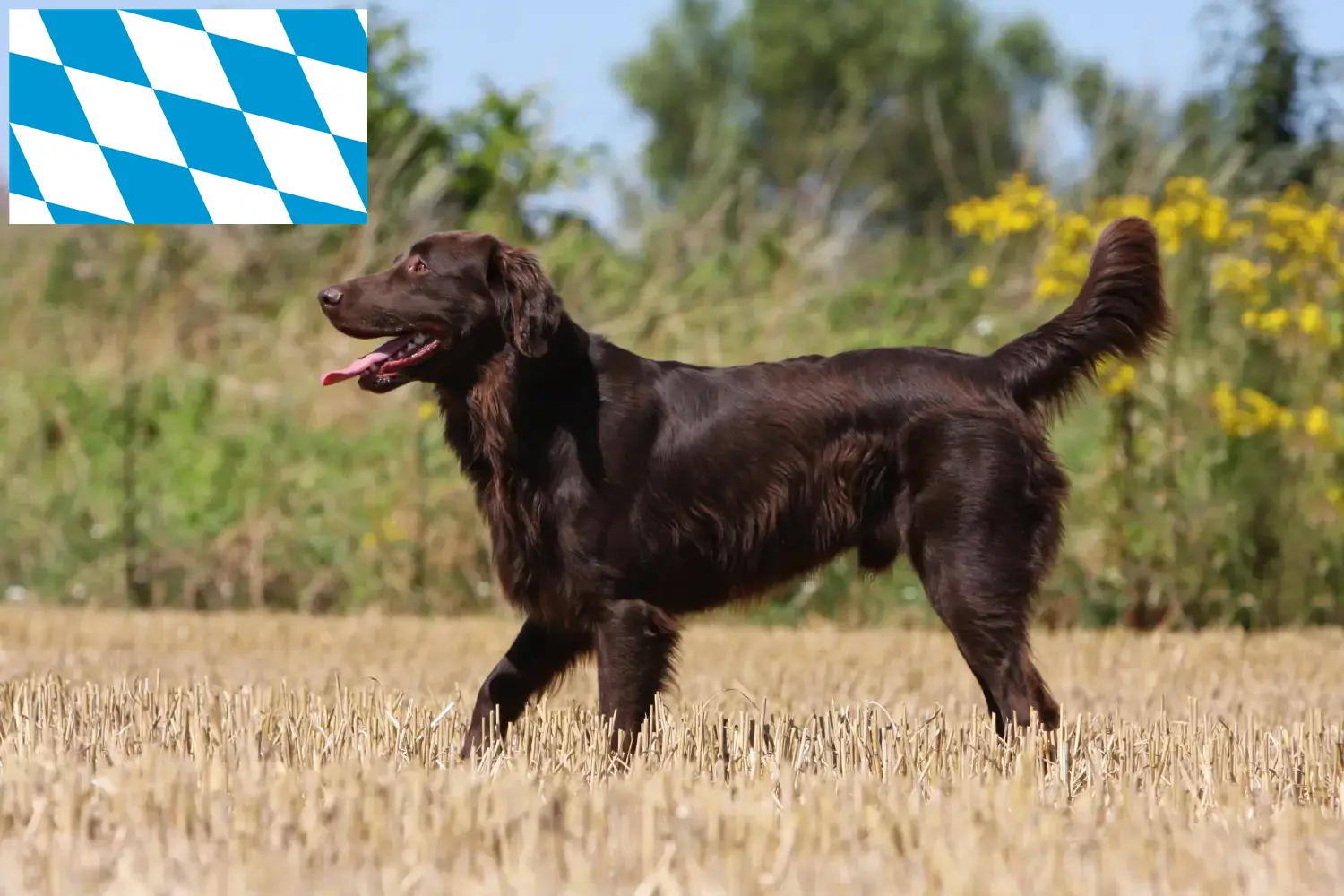 Read more about the article Criadores de Flat Coated Retriever e cachorros na Baviera