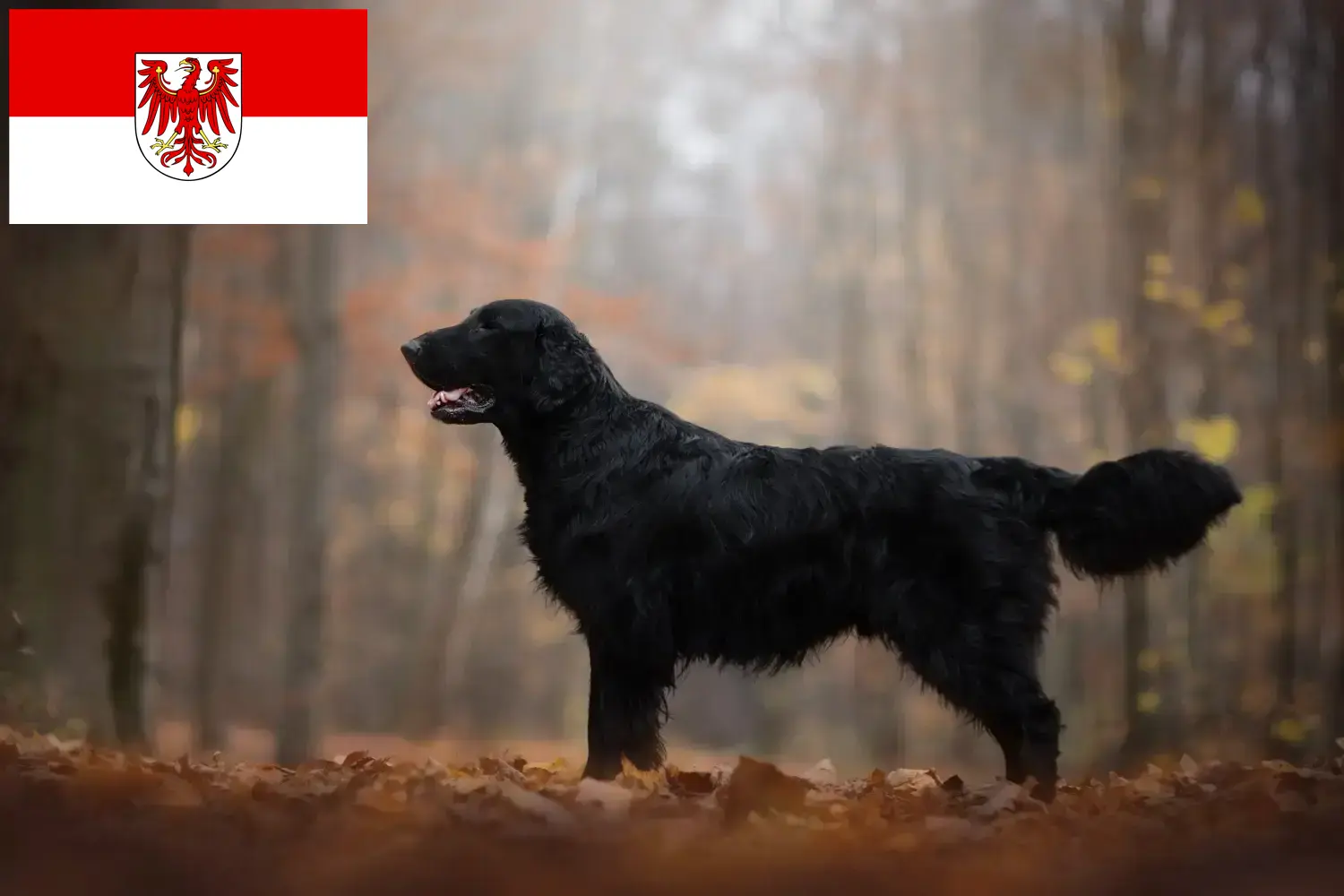 Read more about the article Flat Coated Retriever criadores e cachorros em Brandenburg