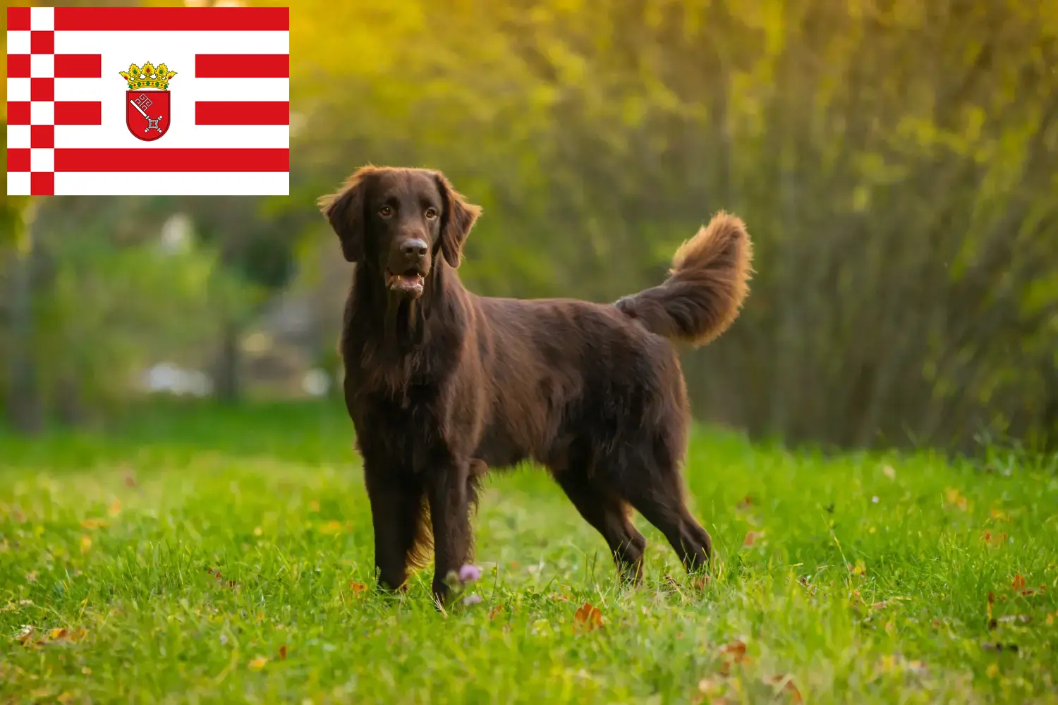 Read more about the article Flat Coated Retriever criadores e cachorros em Bremen