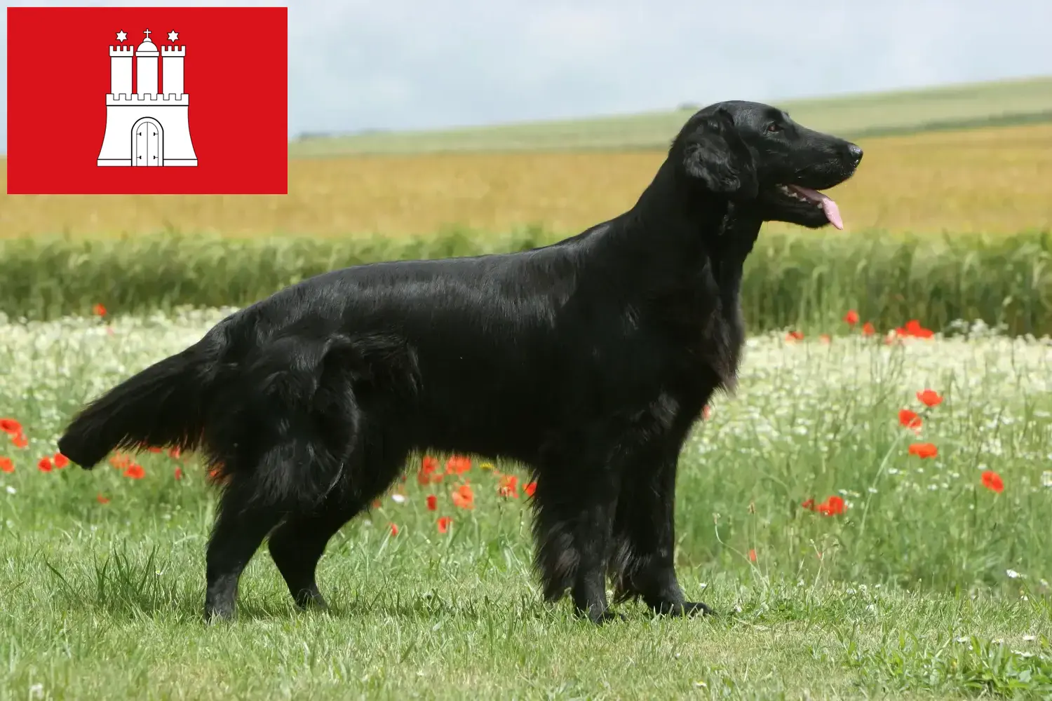 Read more about the article Flat Coated Retriever criadores e cachorros em Hamburgo